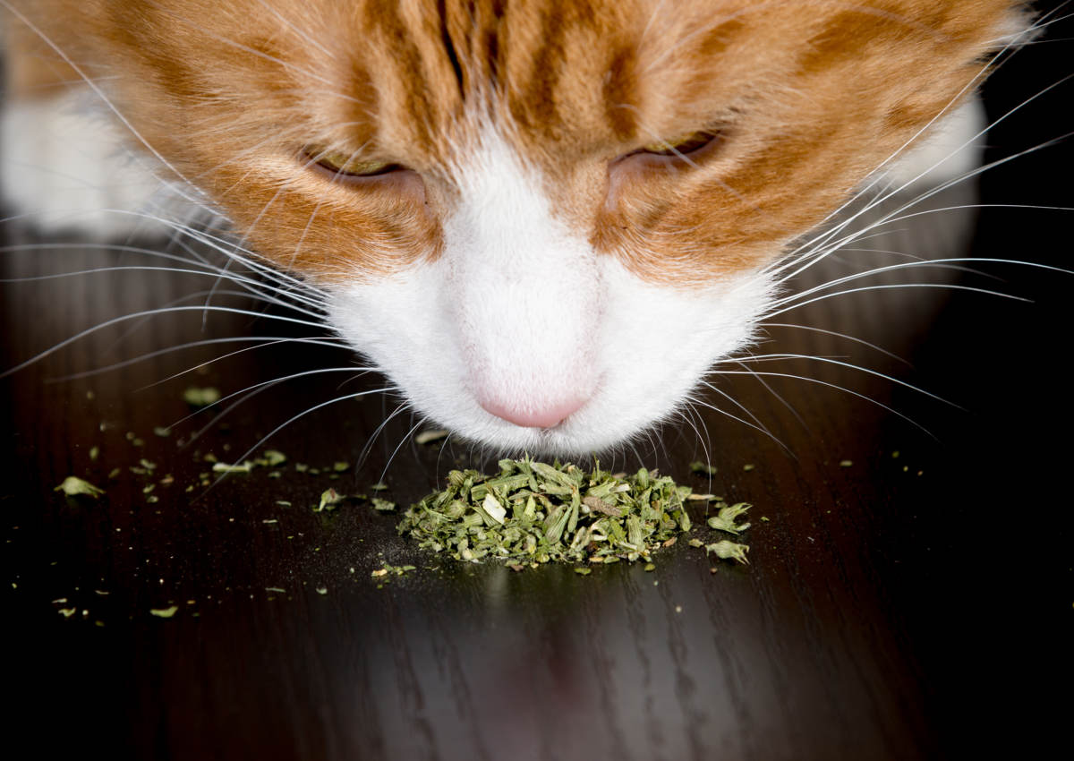 Les bienfaits de l'herbe à chat