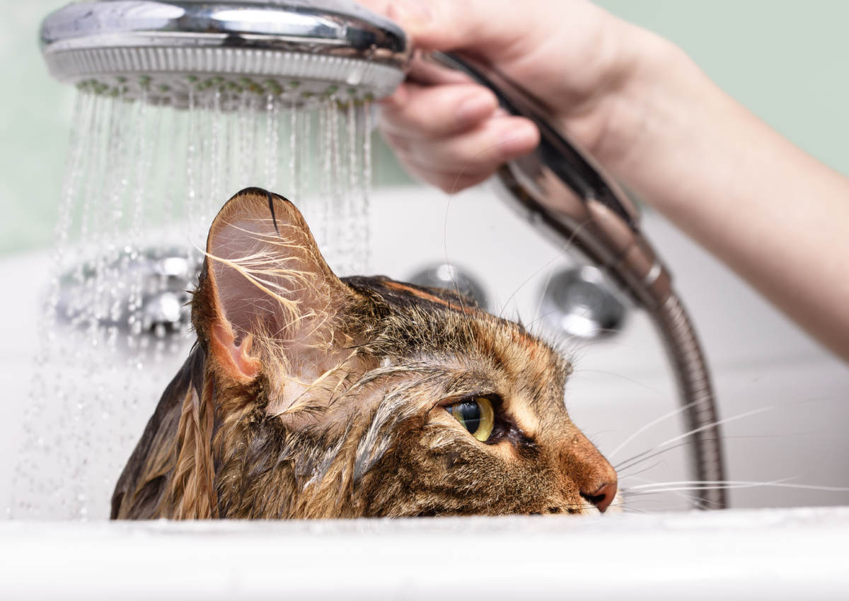 Votre chat et l'eau